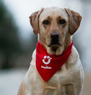 therapy dog training